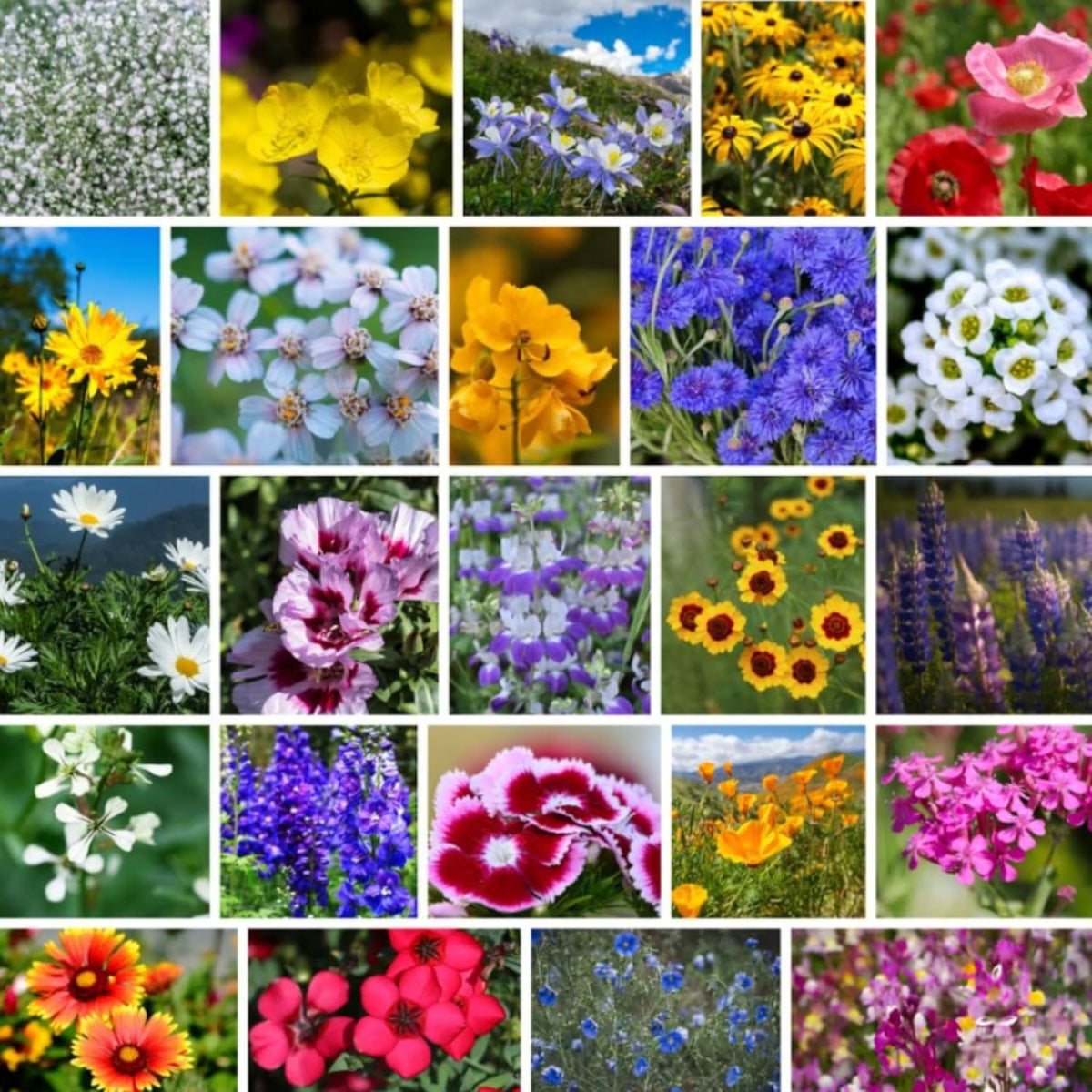 Pacific Northwest Wildflower Seeds for Planting - 4 Oz ~160,000+ Non-GMO Seeds - 25 Varieties