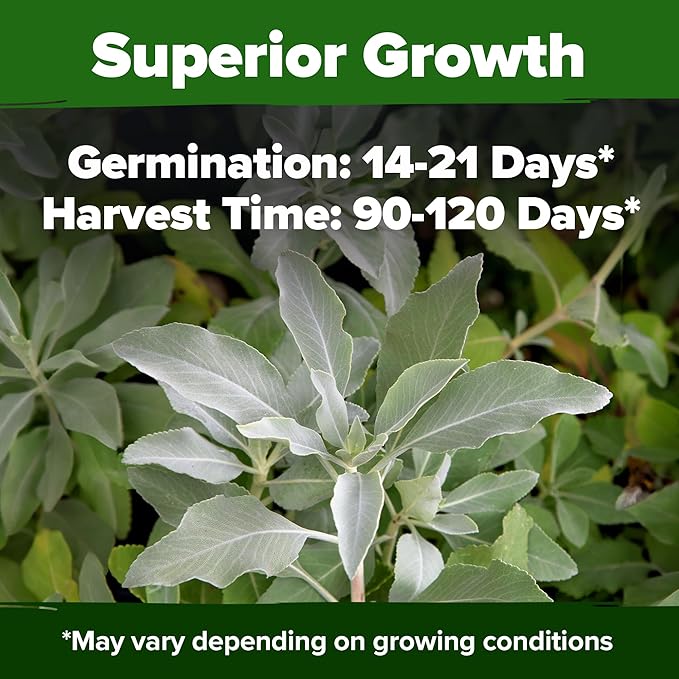 HOME GROWN 𝗨𝗦𝗔 𝗣𝗥𝗘𝗠𝗜𝗨𝗠 White Sage Seeds 323 Pack 𝗡𝗢𝗡-𝗚𝗠𝗢 Heirloom Seeds - Grow