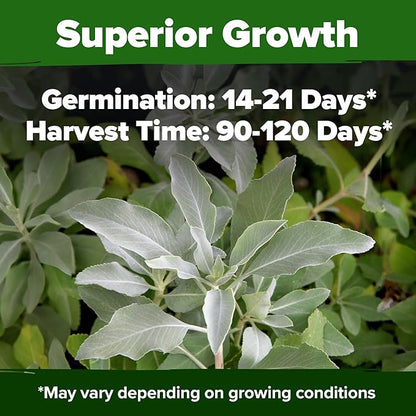 HOME GROWN 𝗨𝗦𝗔 𝗣𝗥𝗘𝗠𝗜𝗨𝗠 White Sage Seeds 323 Pack 𝗡𝗢𝗡-𝗚𝗠𝗢 Heirloom Seeds - Grow