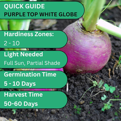 Woods Creek Seeds: Purple Top White Globe Turnip Seeds for Planting - Heirloom Root Vegetable