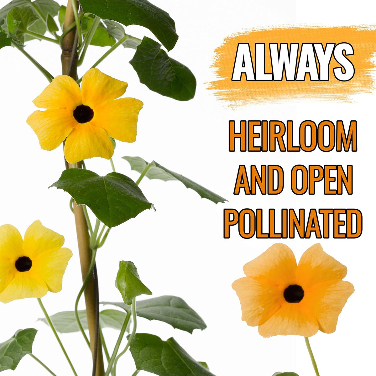 Seed Needs, Black-Eyed Susan Vine Seeds - 100 Heirloom Seeds for Planting Thunbergia alata - Annual