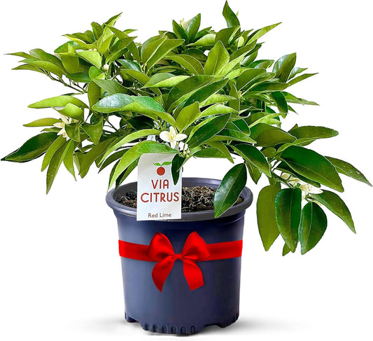 Red Lime Live Fruit Trees 8-12" Tall - Easy Indoor Plants Live Houseplants, No Shipping to CA
