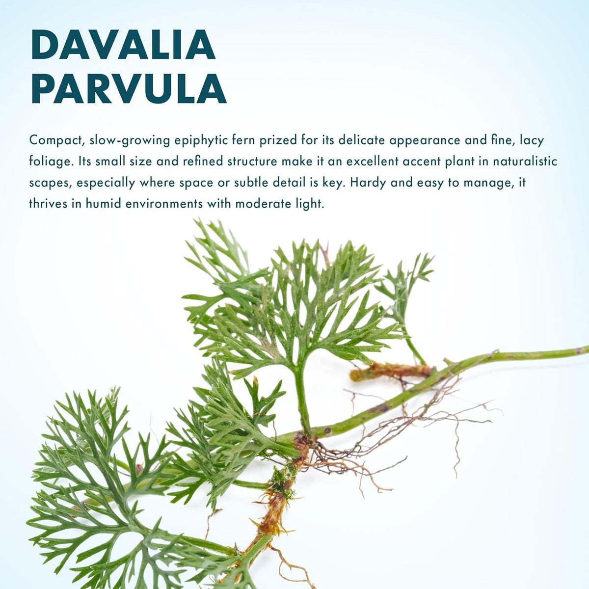 SubstrateSource Live Jungle Plant - Davallia parvula - Moderate Care, Medium to High Light, Bright