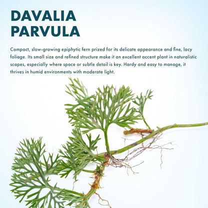 SubstrateSource Live Jungle Plant - Davallia parvula - Moderate Care, Medium to High Light, Bright