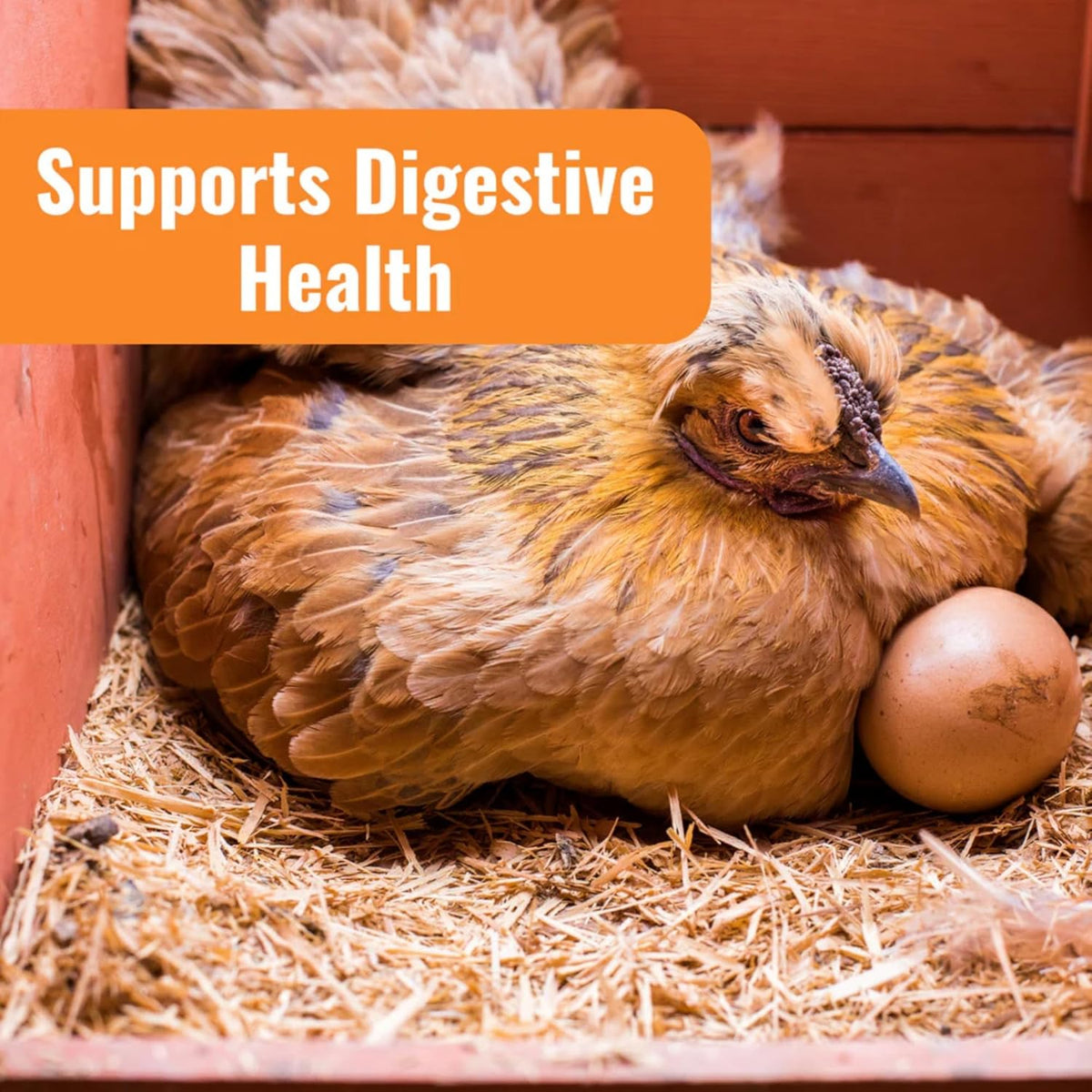 WormStop Natural Chicken Dewormer Powder – All-Natural Herbal Blend for Daily Wellness - Chicken