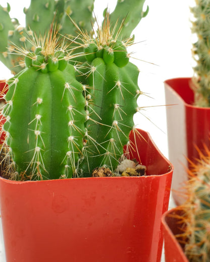 Shop Succulents | Can't Touch This Collection | Assortment of Hand Selected, Fully Rooted Live