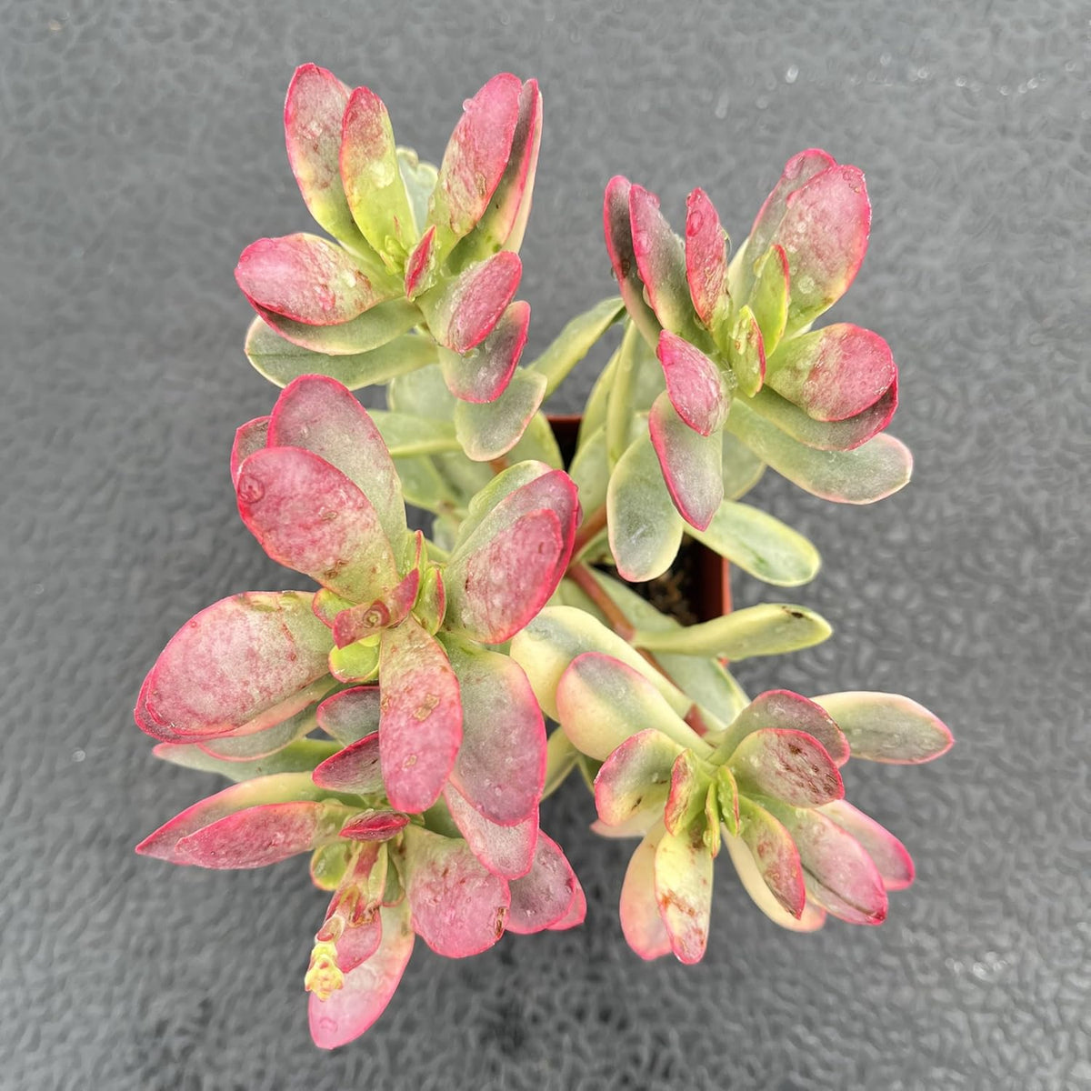 Sprout N Green Crassula Platyphylla f. Variegata, 1 Live Succulent Plant Fully Rooted in 2" Pot