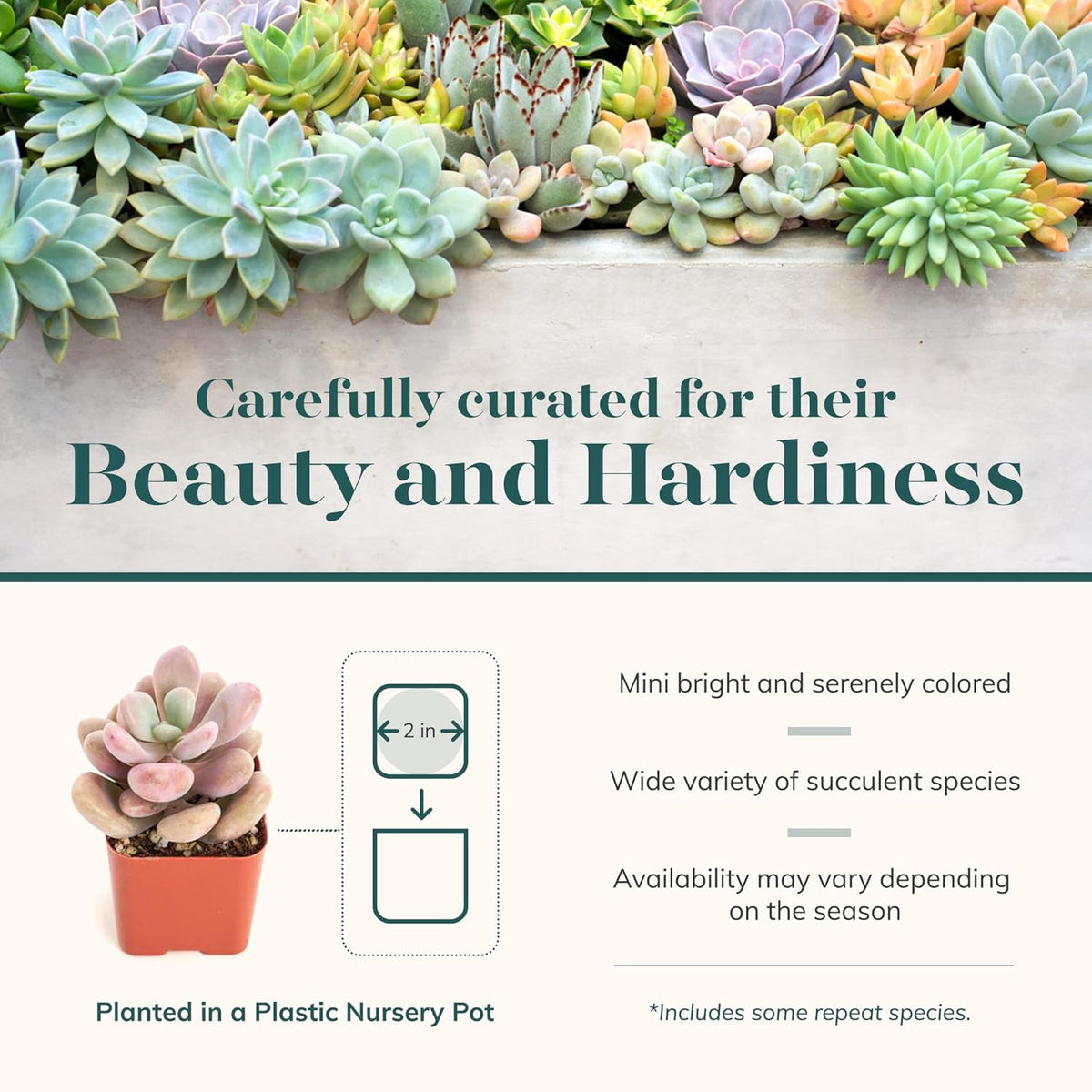 Shop Succulents Pastel Succulent Plant Pack Collection - Live Mini Succulent Plants, Low