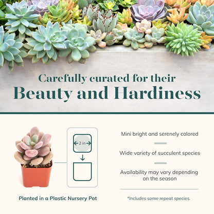 Shop Succulents Pastel Succulent Plant Pack Collection - Live Mini Succulent Plants, Low