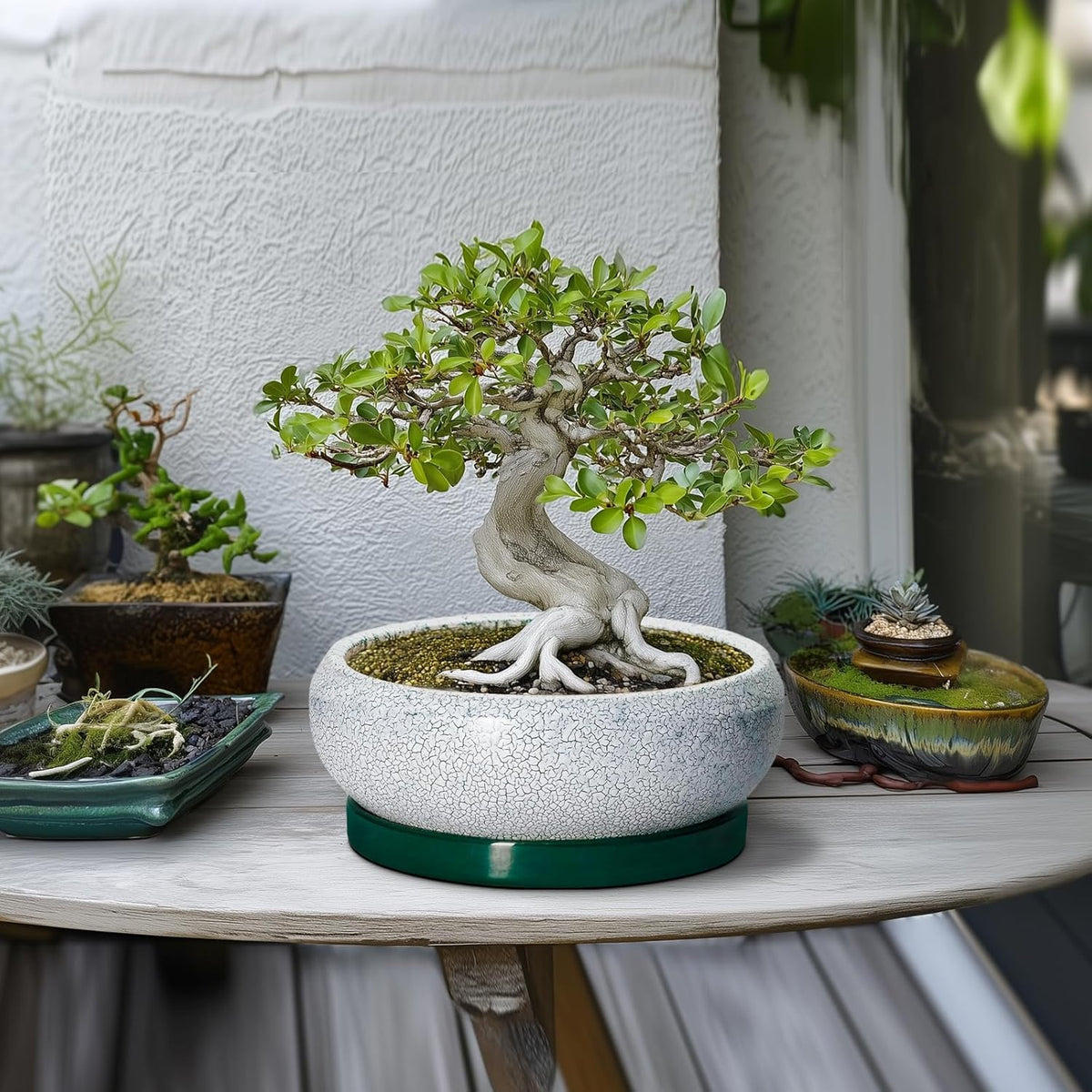 Succulent Planters 10 Inch - Ceramic Bonsai Pots with Drainage Hole and Saucer, Large Succulent