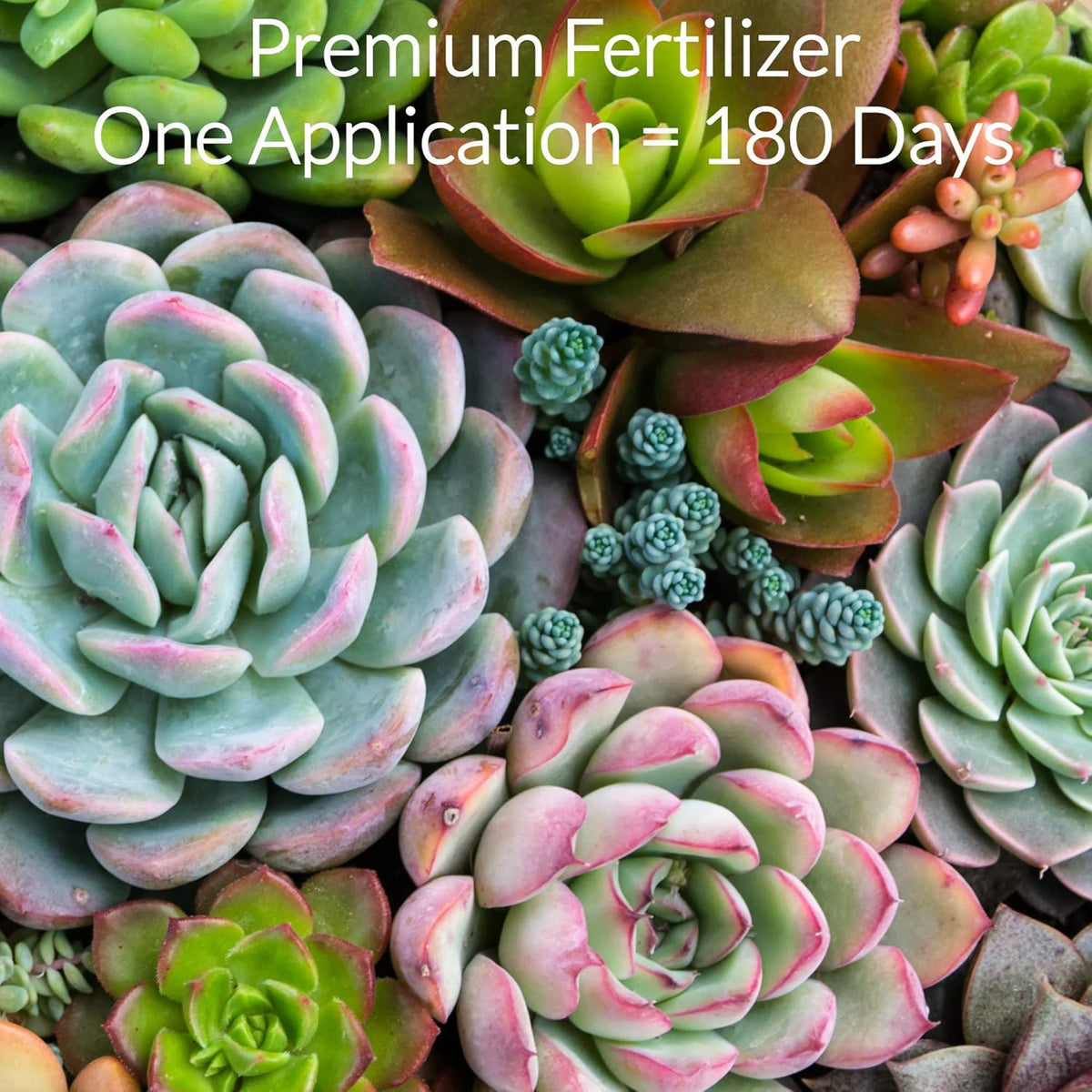 Leaves and Soul Succulent Fertilizer Pellets |13-11-11 Slow Release Pellets for All Cactus and