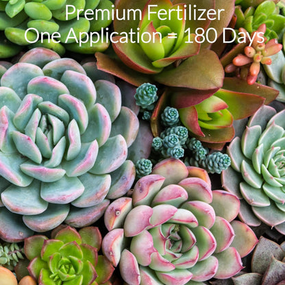 Leaves and Soul Succulent Fertilizer Pellets |13-11-11 Slow Release Pellets for All Cactus and