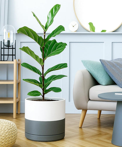 D'vine Dev 12 Inch Ceramic Planter Pot with Drainage Hole and Saucer, Indoor Cylinder Round Planter