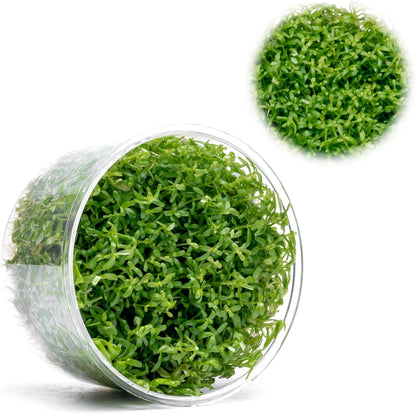 Ultum Nature Systems Live Tissue Culture - Rotala 'Wayanad' - Moderate - High Light - Green to