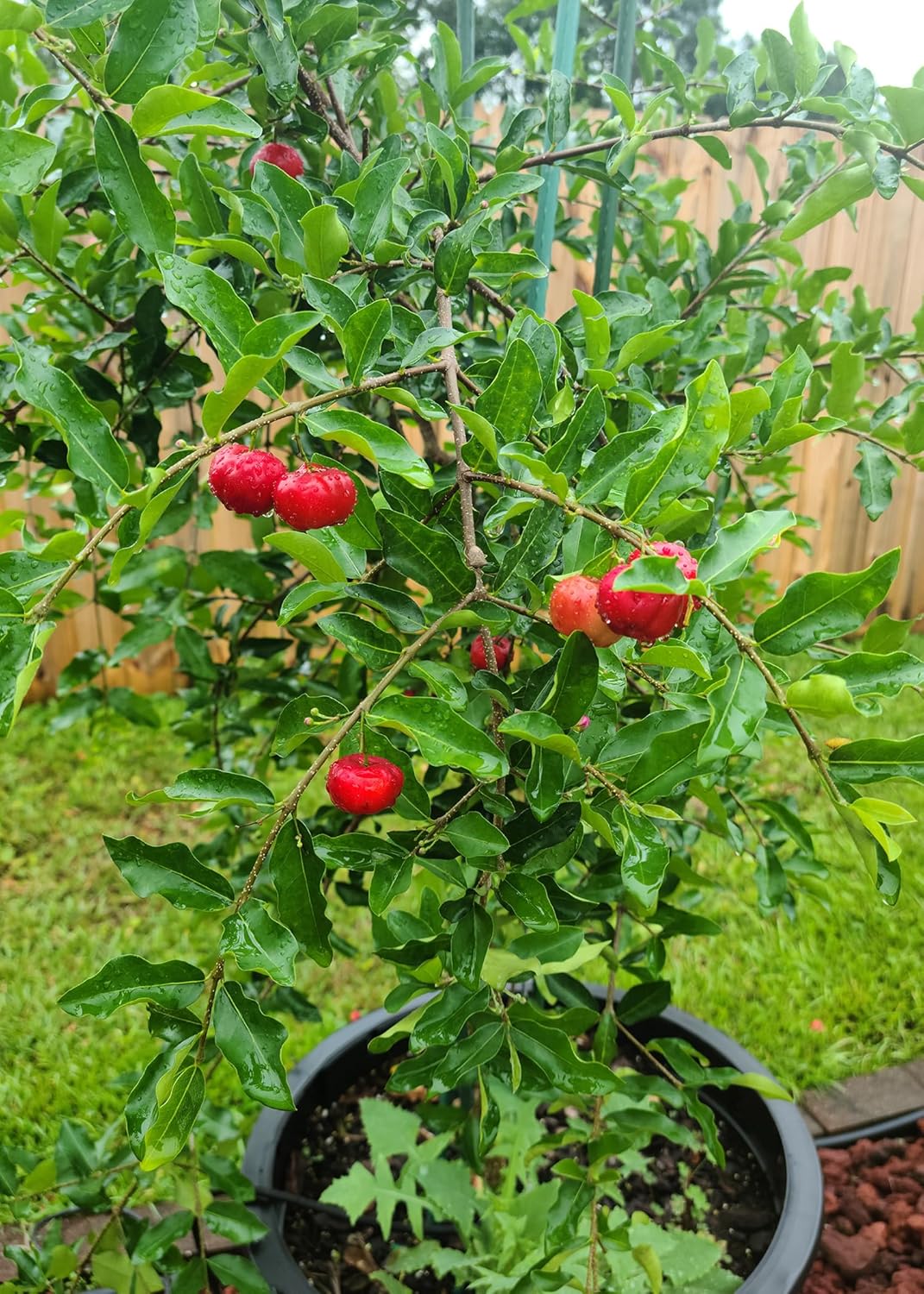 Gardenera Barbados Cherry Potting Mix - Promote Strong Roots and Abundant Yields with Our Premium