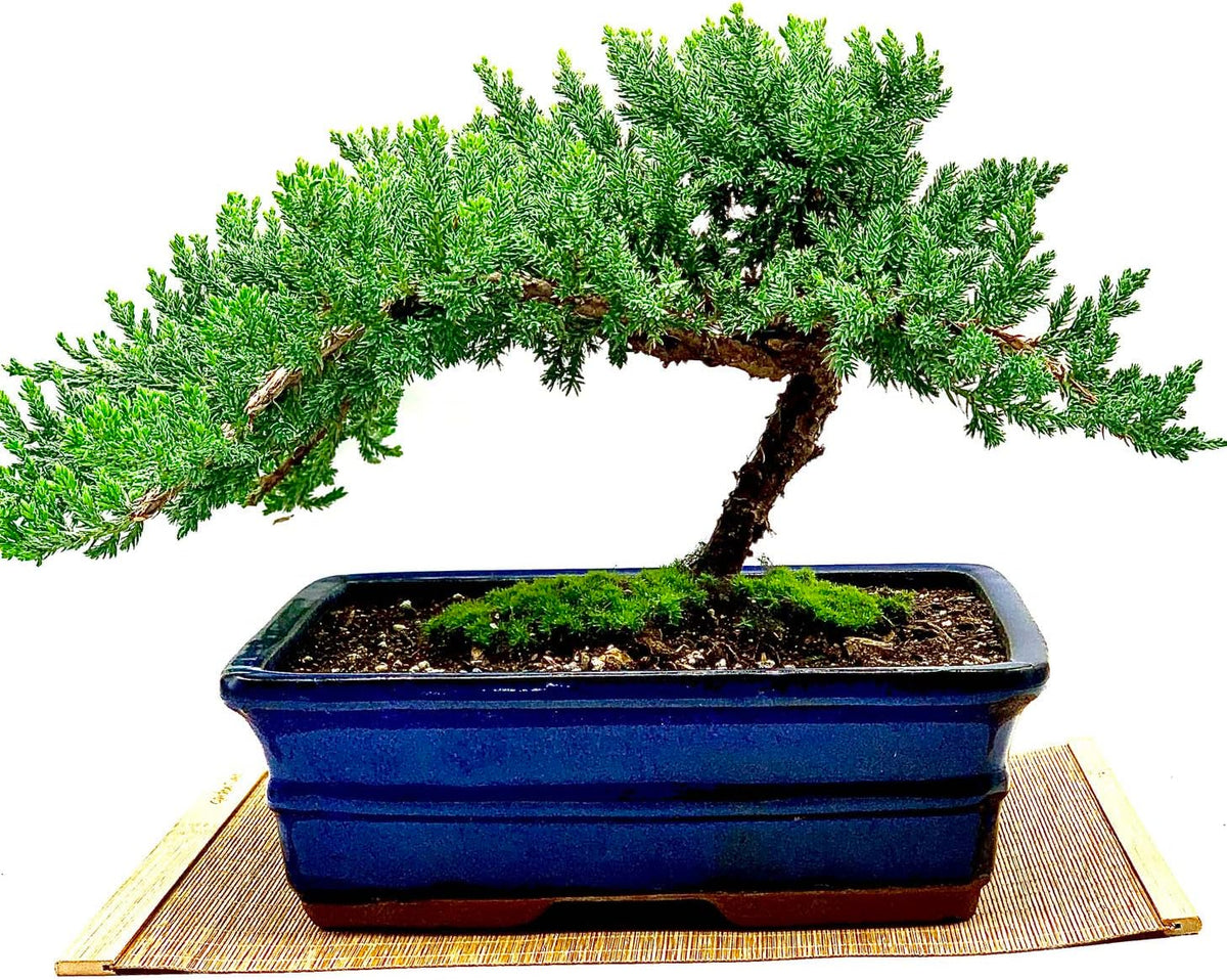 Live Dwarf Juniper Bonsai Tree 12+ Years Old with Bamboo mat| Juniper or Jade Bonsai Tree |
