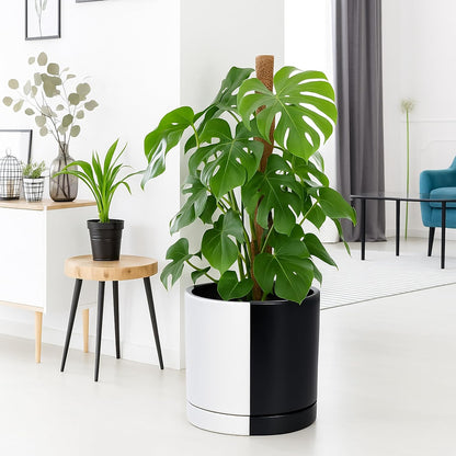 D'vine Dev 12 Inch Ceramic Planter Pot with Drainage Hole and Saucer, Indoor Cylinder Round Planter