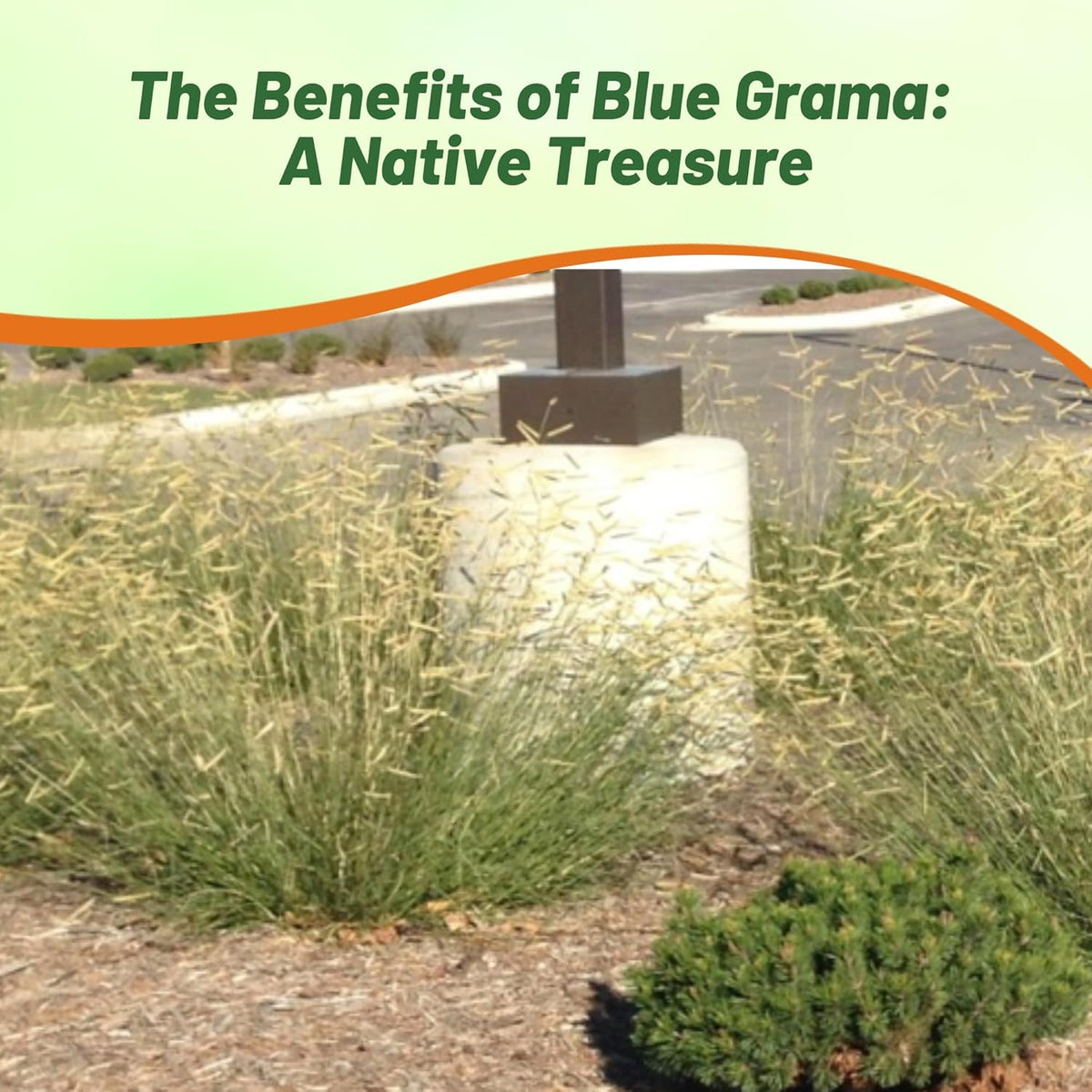 Outsidepride Blue Grama Native Grass Seed - 1 lb. Perennial, Drought Tolerant & Low Maintenance