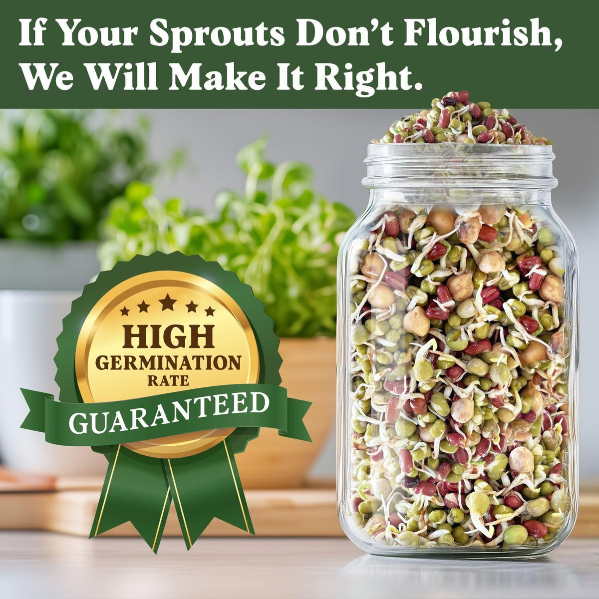 Seedboy Organic Non-GMO Sprouting Seeds, Protein Blend – USA Grown Microgreens Mix with Garbanzo