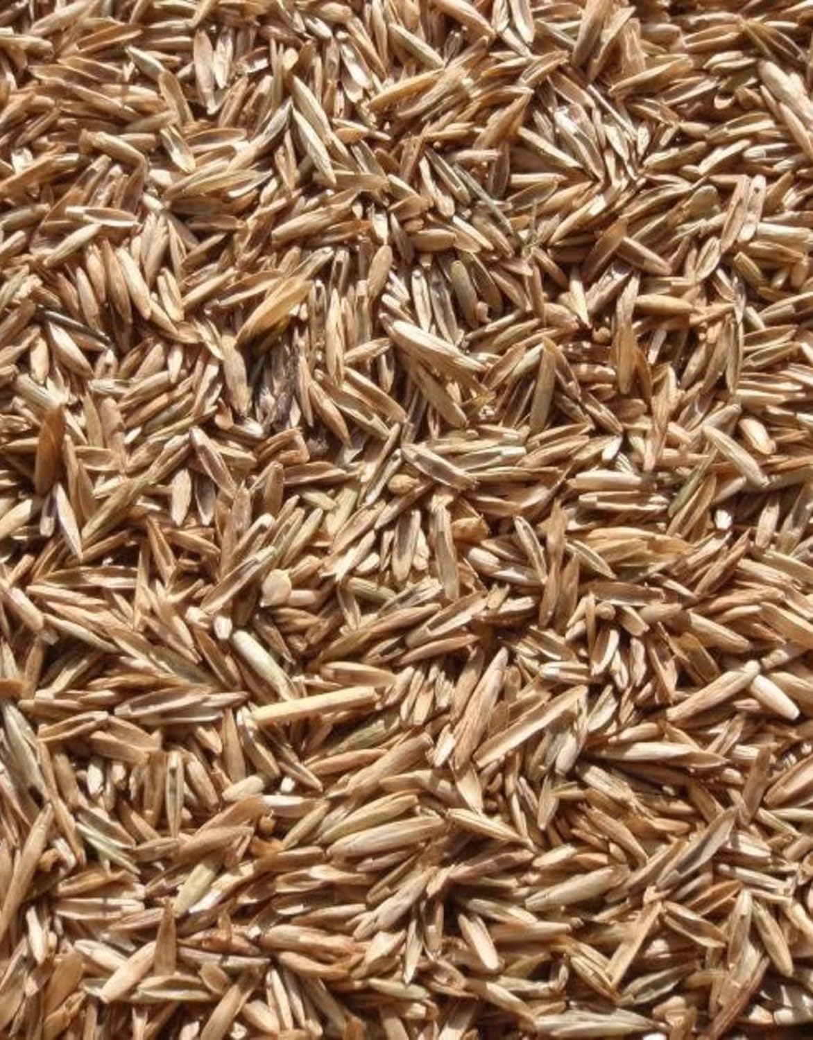 Annual Ryegrass Seeds for Planting - Premium Quality Rye Grass (22 Pounds)