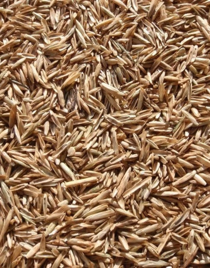 Perennial Ryegrass Seeds for Planting - Premium Quality Rye Grass Seed (8 Pounds)