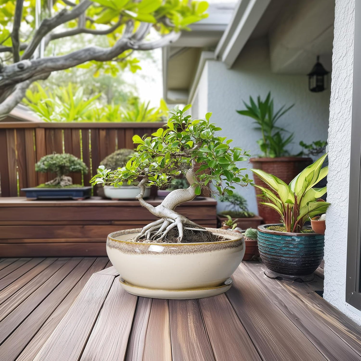 SQOWL Bonsai Pots 12 Inch - Large Ceramic Succulent Planters, Shallow Planter with Drainage Hole