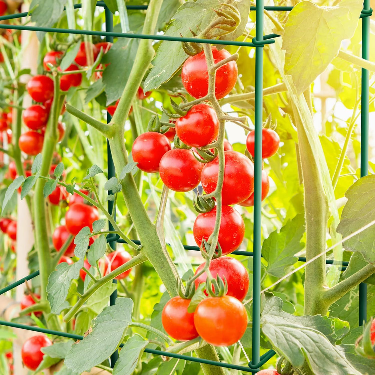 Tomato Cages 6 Packs 46 Inches (H) Plant Stand with 164 Feet Twist Ties, Heavy Duty Garden Plants