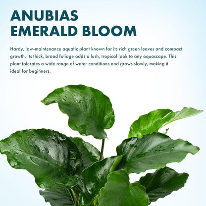 SubstrateSource Live Jungle Plants - Anubias Emerald Bloom (Anubias barteri) - Compact Epiphytic