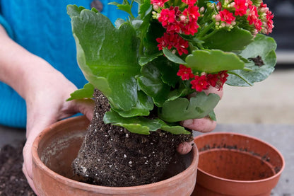 Premium Potting Mix for Kalanchoe Plants by Gardenera - Achieve Optimal Health and Blooming
