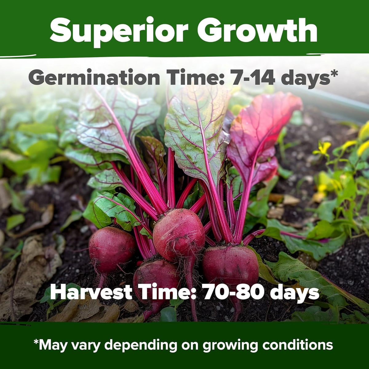 HOME GROWN Detroit Dark Red Beet Seeds 2 Pack(Beta vulgaris) 1000+𝗡𝗢𝗡-𝗚𝗠𝗢 𝗨𝗦𝗔 Heirloom