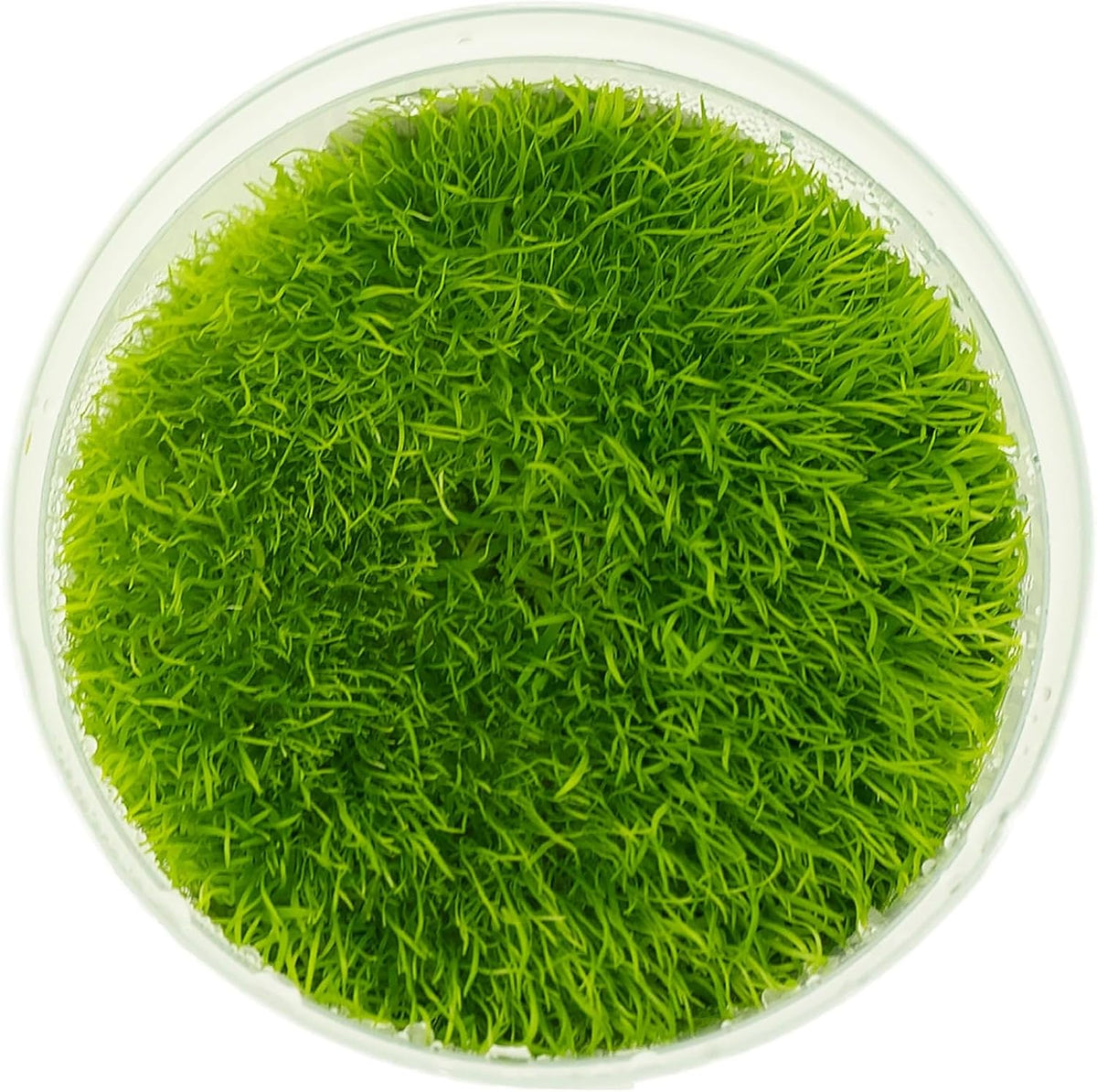UNS Snail Free TC Utricularia Graminifolia (UG) - Medium to High Light, Bright Green Accent Aquatic