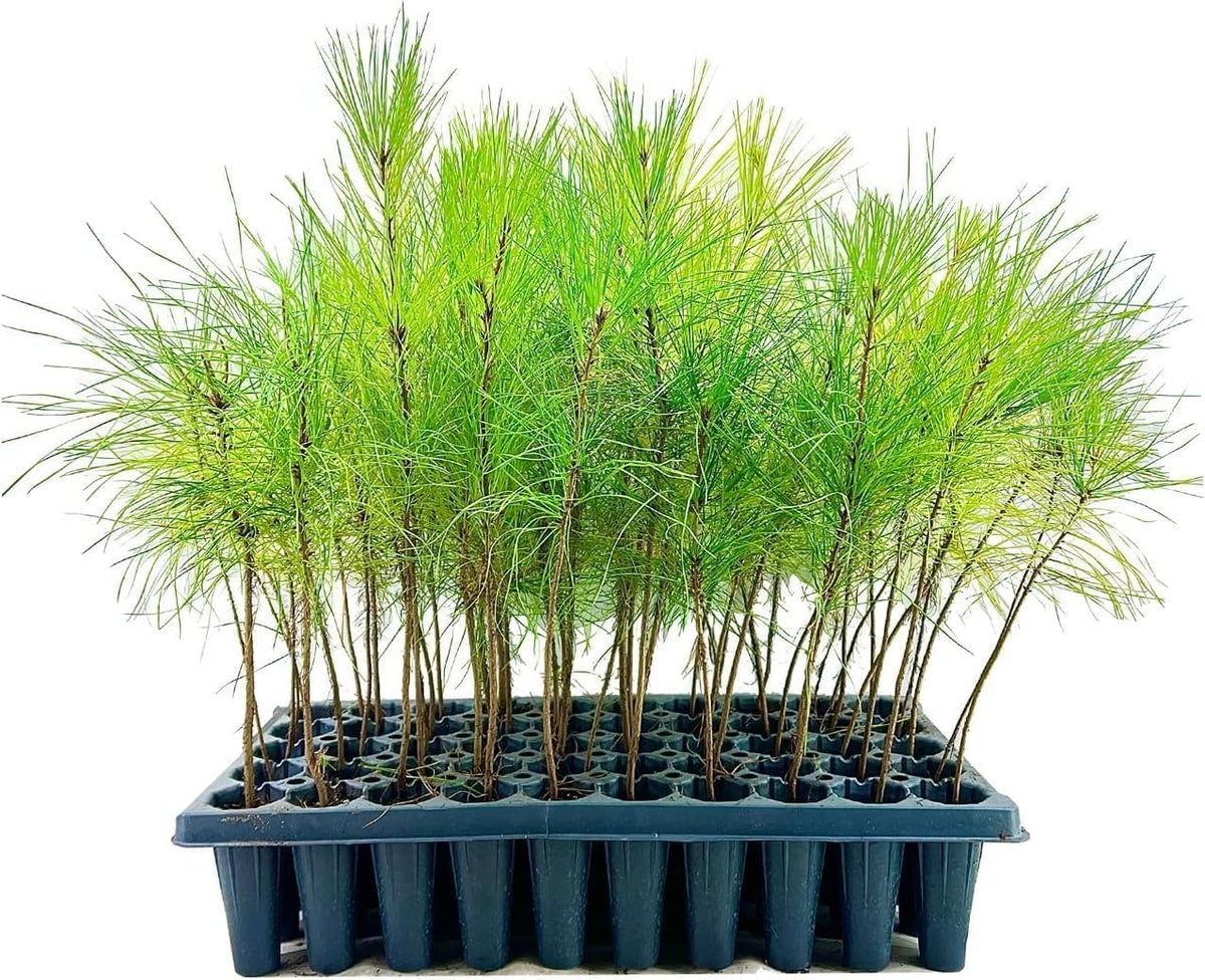 Slash Pine Tree | 30 Live Plants | Pinus Elliottii | Fast Growing Stately Shade Tree