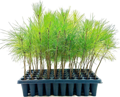 Slash Pine Tree | 30 Live Plants | Pinus Elliottii | Fast Growing Stately Shade Tree