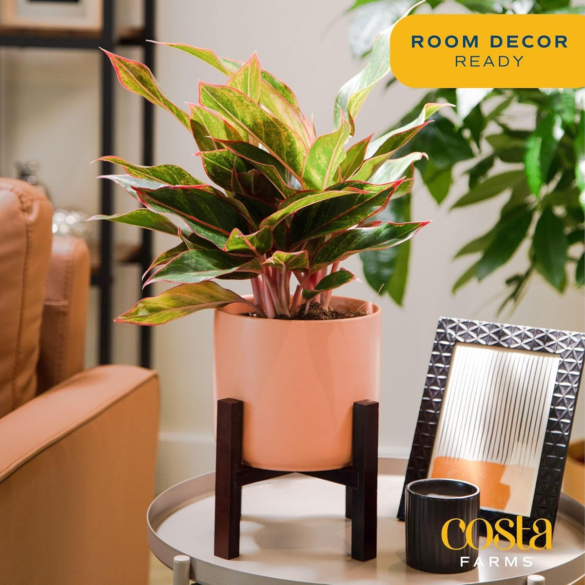 Costa Farms Red Chinese Evergreen Live Indoor Plant, Easy Care Houseplant in Modern Decor Planter