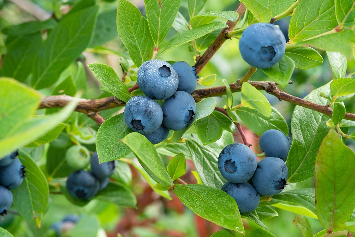Patio Fruit Plant Variety Pack - 4 Live Starter Plants - One Each of Fig Tree, Blueberry