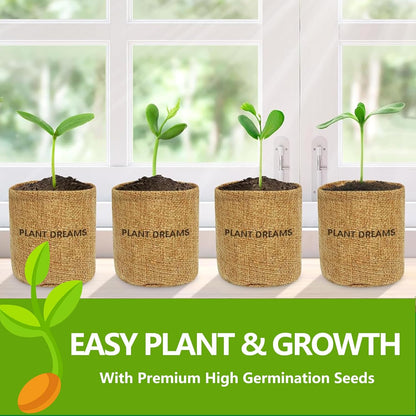 Bonsai Tree Kit, Bonsai Starter Kit with Seeds Tools & Planters, Tree Live Plants Indoor, Gardening