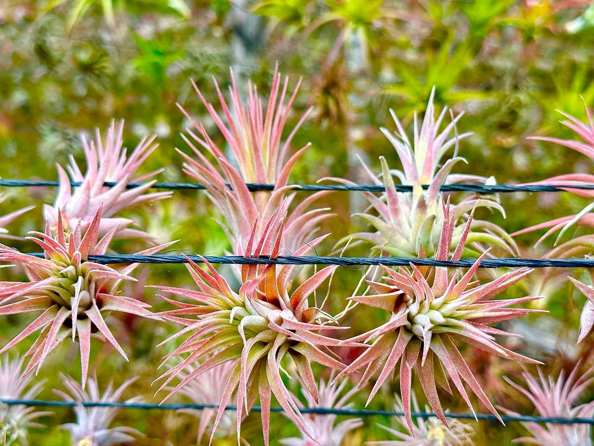 ragnaroc Air Plants - Tillandsia Ionantha Pack, Regular 1-3" - 5ct - Live Arrival Guaranteed