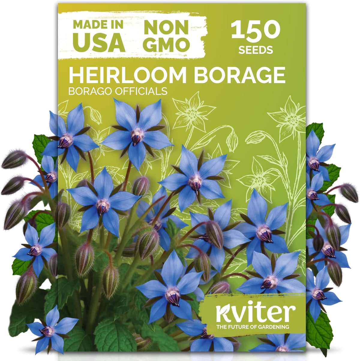 KVITER 150 Borage Seeds (Borago officinalis) - Blue Strawflower, Edible Flower for Teas, Attracts