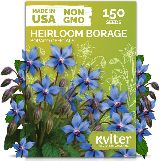 KVITER 150 Borage Seeds (Borago officinalis) - Blue Strawflower, Edible Flower for Teas, Attracts