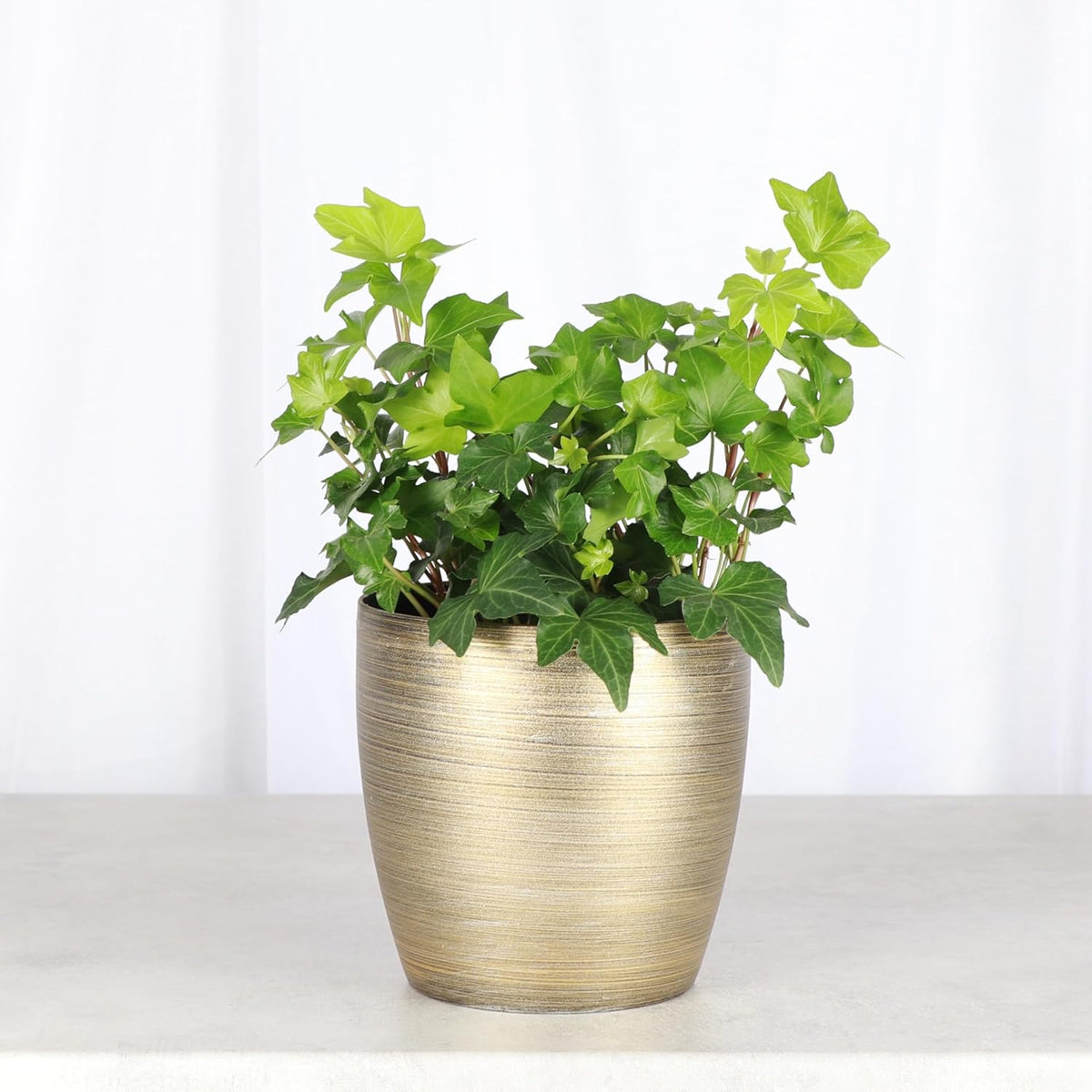 Thorsen's Greenhouse Live Green English Ivy Plant, Hedera Helix, Natural Air Purifier, Easy to