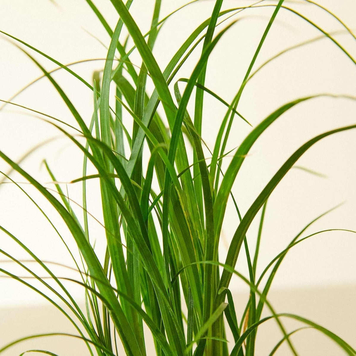 Palm Ponytail Live Plant for Indoor | Different Houseplants in 3'' Pot | Real House Plant for