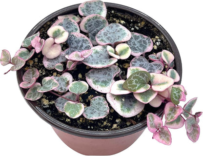 Live Succulent 4" Variegated String of Hearts, Succulents Plants Live, Succulent Plants Rooted