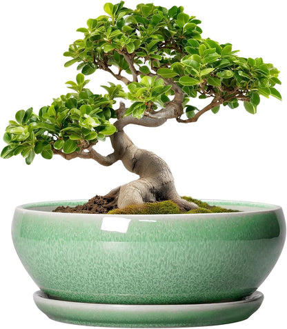 SQOWL Bonsai Pots - 10 Inch Ceramic Succulent Pots with Drainage Hole and Saucer, Shallow Planter