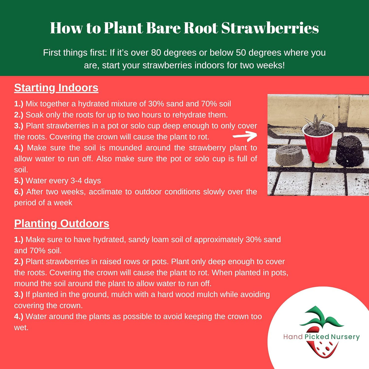 Earliglow Strawberry Plants from Hand Picked Nursery - Easy to Grow June Bearing Variety - Bare