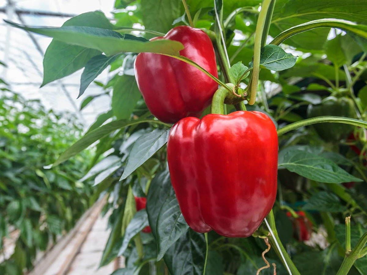 Sweet Bell Pepper Seeds Collection – 4 Colorful Varieties: Big Red, Giant Green, Orange Horizon &