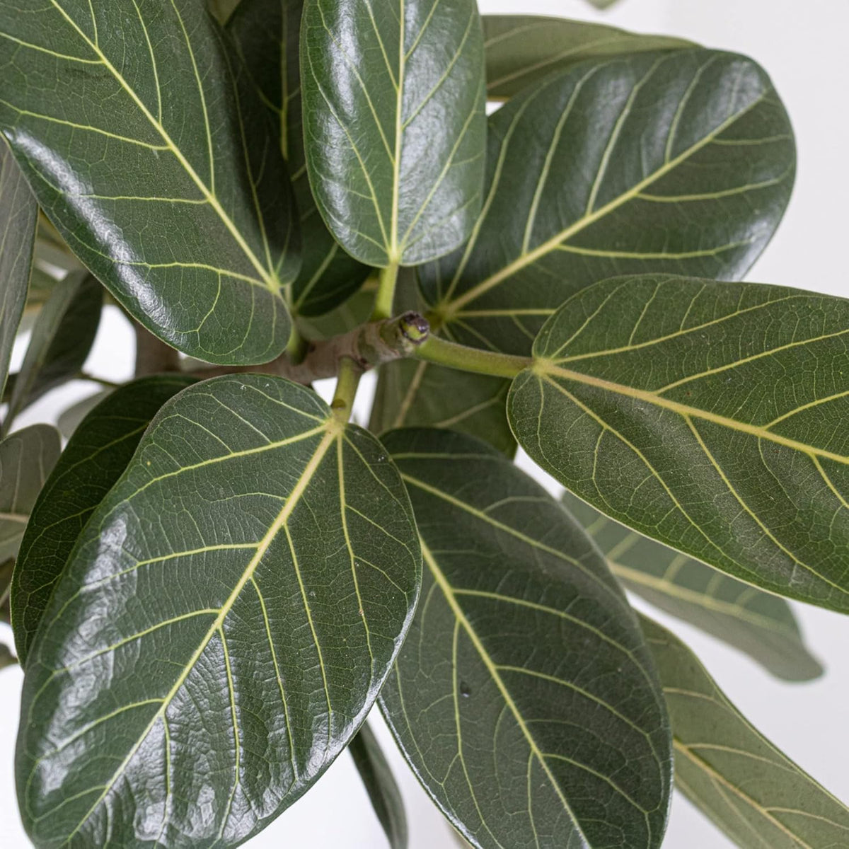United Nursery Ficus Audrey – Standard Indoor Tree in 10” Grower Pot – 32–38 Inches Tall – Upright
