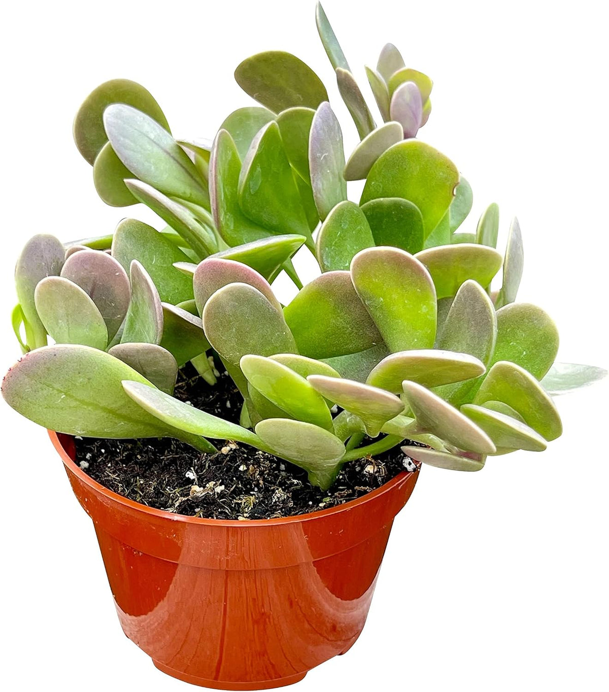 Live Succulent, 4" Senecio Jacobsenii Trailing Jade, Succulents Plants Live, Succulent Plants Fully