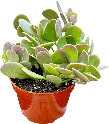 Live Succulent, 4" Senecio Jacobsenii Trailing Jade, Succulents Plants Live, Succulent Plants Fully