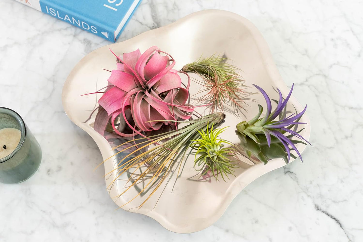 Lavender Colorful Tillandsia Air Plants - Long Lasting Color Enhanced Live Tillandsia Succulent