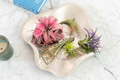 Lavender Colorful Tillandsia Air Plants - Long Lasting Color Enhanced Live Tillandsia Succulent
